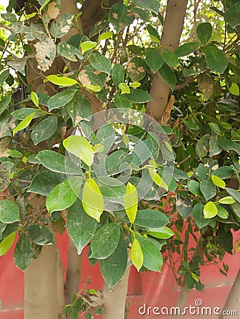 Ficus Benjamina (Weeping Fig) Stock Photo